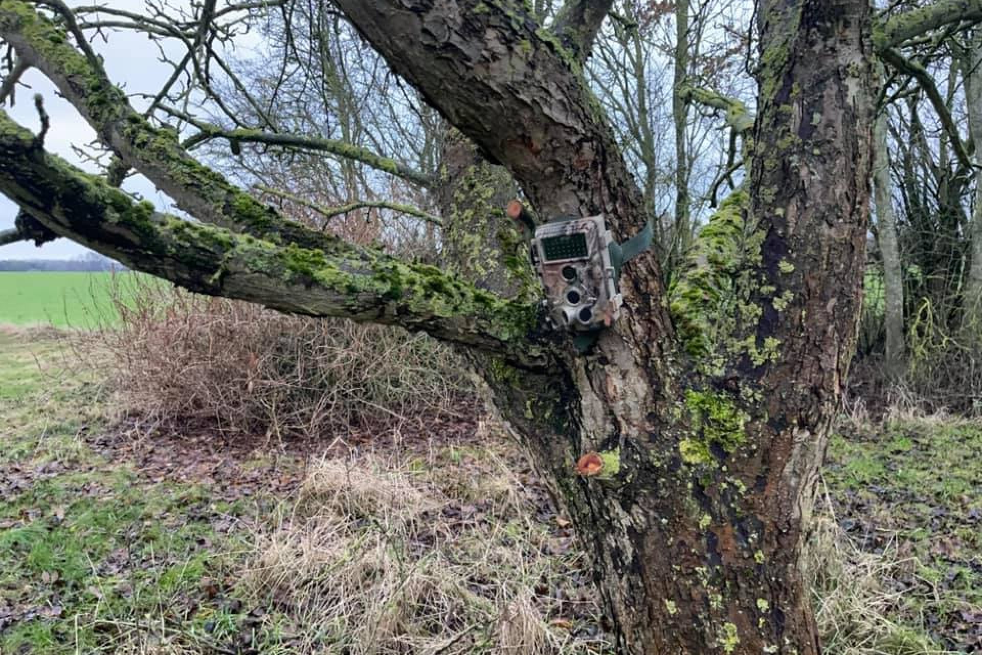 Kamerafælde (Game Camera)